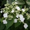 Hortensia Grimpant - Hydrangea Semiola -Promesse de Fleurs Magasin hydrangea semiola 67844 1