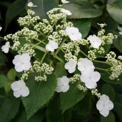Hortensia Grimpant - Hydrangea Semiola