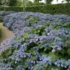 Hortensia - Hydrangea Serrata Veerle -Promesse de Fleurs Magasin hydrangea serrata veerle 85618 1