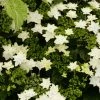 Hortensia - Hydrangea Macrophylla Fireworks White