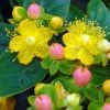 Hypericum Inodorum Magical Beauty - Millepertuis -Promesse de Fleurs Magasin hypericum inodorum magical beauty 7897 5