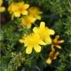 Millepertuis De Kalmian - Hypericum Kalmianum Gemo -Promesse de Fleurs Magasin hypericum gemo