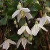 Clématite - Clematis Cirrhosa Jingle Bells -Promesse de Fleurs Magasin ilex aquifolium silver queen 87278 1