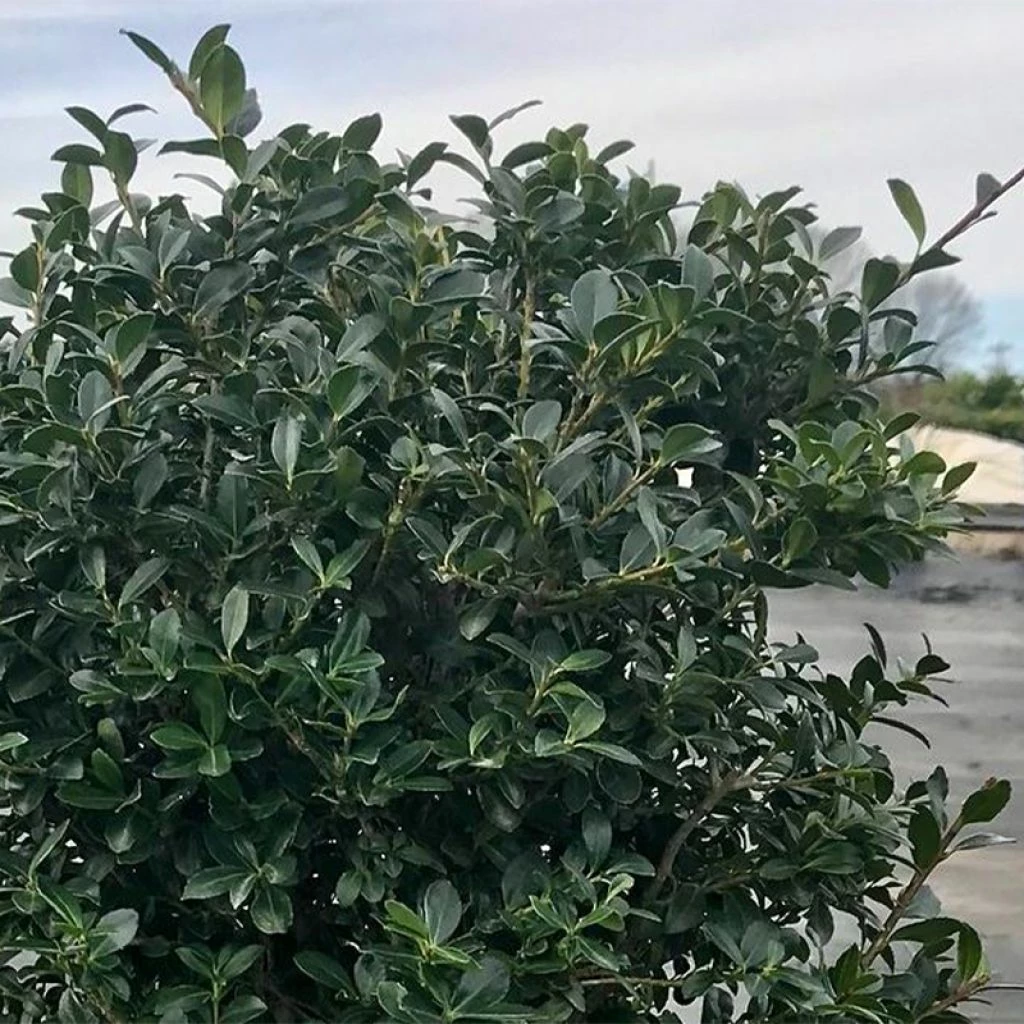 Houx Crénelé - Ilex Crenata Green Lustre 3 Houx Crénelé - Ilex Crenata Green Lustre