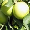 Pommier Golden Delicious - Palmette Simple U -Promesse de Fleurs Magasin image 149
