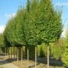 Carpinus Betulus Frans Fontaine - Charme Commun -Promesse de Fleurs Magasin image 2034