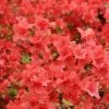 Azalée Japonaise Orange Beauty - Rhododendron Hybride - Pot De 4L/5L -Promesse de Fleurs Magasin image 6406