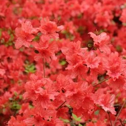 Azalée Japonaise Orange Beauty - Rhododendron Hybride - Pot De 4L/5L