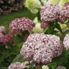 Hortensia Arborescens Sweet Annabelle -Promesse de Fleurs Magasin invincibelle blush 83729 1