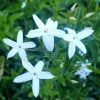 Jasmin Des Açores - Jasminum Azoricum 1 Jasmin Des Açores - Jasminum Azoricum -Promesse de Fleurs Magasin jasminum azoricum 83639 5