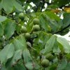 Noyer Commun - Juglans Regia Fernor -Promesse de Fleurs Magasin juglans regia fernor 100368 1