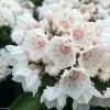Kalmia Latifolia Zébulon - Laurier Des Montagnes Blanc Nuancé De Rose -Promesse de Fleurs Magasin kalmia Zebulon IF 16338 1