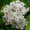 Kalmia Latifolia Freckles - Laurier Des Montagnes Noir Et Blanc -Promesse de Fleurs Magasin kalmia latifolia freckles 9665 1 2
