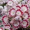 Kalmia Latifolia Minuet - Laurier Des Montagnes -Promesse de Fleurs Magasin kalmia latifolia minuet 781842 1