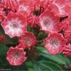 Kalmia Latifolia Pinkobello - Laurier Des Montagnes Rose Vif 1 Kalmia Latifolia Pinkobello - Laurier Des Montagnes Rose Vif -Promesse de Fleurs Magasin kalmia latifolia pinkobello 781989 1 1
