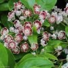 Kalmia Latifolia Tad - Laurier Des Montagnes Blanc Et Chocolat -Promesse de Fleurs Magasin kalmia latifolia tad 781990 1 1