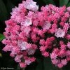 Kalmia Latifolia You Can - Laurier Des Montagnes En Camaieu De Rose 1 Kalmia Latifolia You Can - Laurier Des Montagnes En Camaieu De Rose -Promesse de Fleurs Magasin kalmia latifolia you can 781987 1
