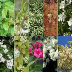 Kit Haie Fleurie Pour Terrains Argileux éco