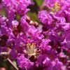 Lagerstroemia Indica Terre Chinoise - Lilas Des Indes -Promesse de Fleurs Magasin lagers terre chinoise b90