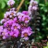 Lagerstroemia Indica Black Diamond Lavender Lace - Lilas Des Indes 1 Lagerstroemia Indica Black Diamond Lavender Lace - Lilas Des Indes -Promesse de Fleurs Magasin lagerstroemia indica black diamond lavender lace copyright 1006861 1