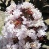 Lagerstroemia Indica Black Solitaire® (Black Diamond) Blush - Lilas Des Indes -Promesse de Fleurs Magasin lagerstroemia indica black solitaire blush 86041 1 1