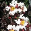 Lagerstroemia Indica Black Solitaire (Black Diamond) Pure White - Lilas Des Indes -Promesse de Fleurs Magasin lagerstroemia indica black solitaire pure white 86043 1 1