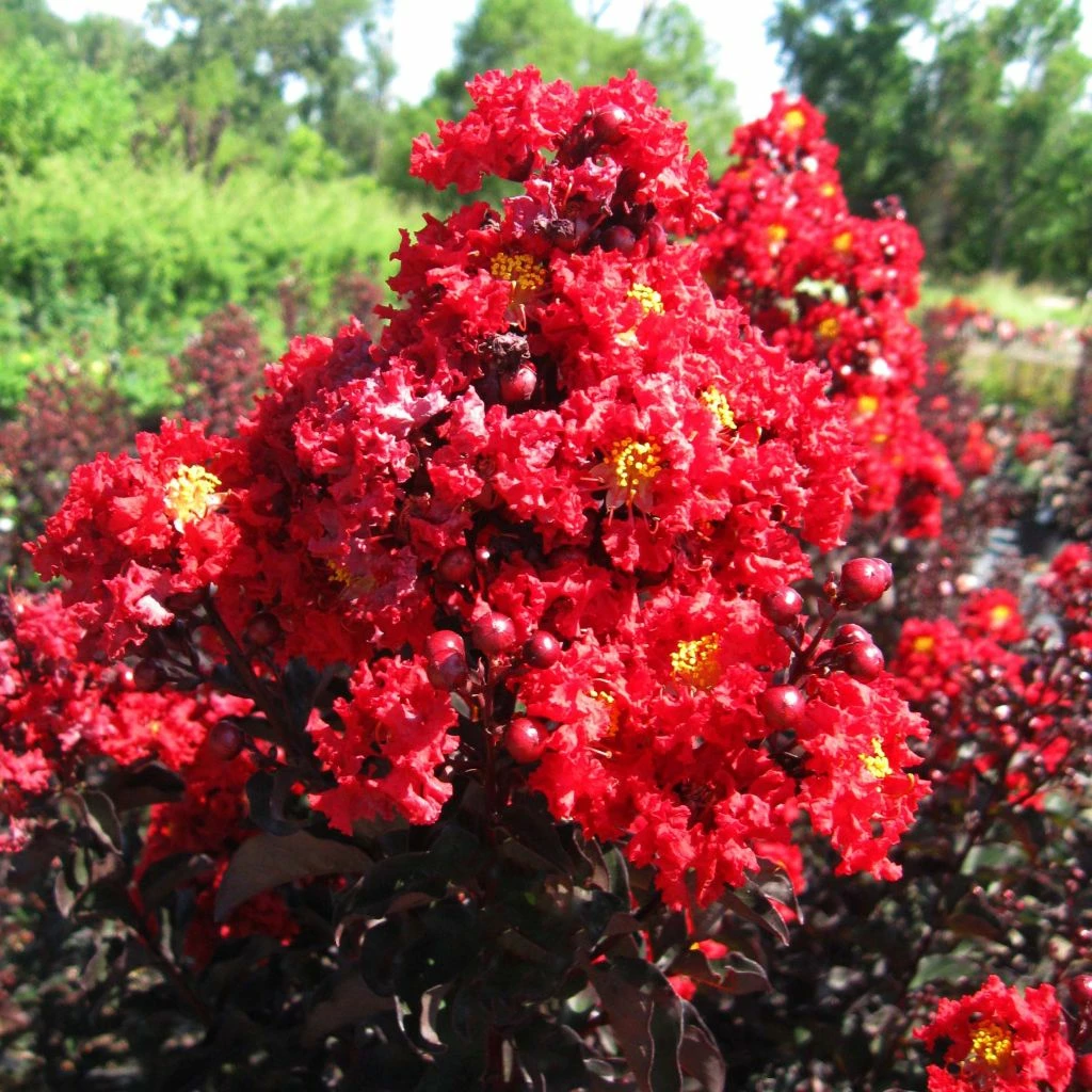 Lagerstroemia Indica Black Solitaire (Black Diamond) Red Hot - Lilas Des Indes 3 Lagerstroemia Indica Black Solitaire (Black Diamond) Red Hot - Lilas Des Indes