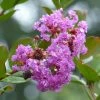 Lagerstroemia Indica Petite Canaille Mauve - Lilas Des Indes Mauve 2 Lagerstroemia Indica Petite Canaille Mauve - Lilas Des Indes Mauve -Promesse de Fleurs Magasin lagerstroemia indica mauve 781975 1