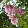 Lagerstroemia Indica Mauve - Lilas Des Indes -Promesse de Fleurs Magasin lagerstroemia indica rose ld abbamouse 7623 1