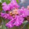Lagerstroemia Indica Summer Beauty Centennial - Lilas Des Indes -Promesse de Fleurs Magasin lagerstroemia indica summer beauty centennial 85956 1
