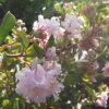 Lagerstroemia Indica Summer Beauty Hope - Lilas Des Indes -Promesse de Fleurs Magasin lagerstroemia indica summer beauty hope 85957 1