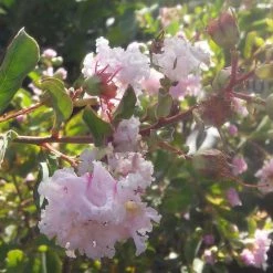 Lagerstroemia Indica Summer Beauty Hope - Lilas Des Indes