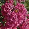 Lagerstroemia Indica Summer Beauty Velma's Royal Delight - Lilas Des Indes 1 Lagerstroemia Indica Summer Beauty Velma's Royal Delight - Lilas Des Indes -Promesse de Fleurs Magasin lagerstroemia indica summer beauty velma s royal delight 85959 1