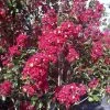 Lagerstroemia Indica Summer Charm Arapaho - Lilas Des Indes 2 Lagerstroemia Indica Summer Charm Arapaho - Lilas Des Indes -Promesse de Fleurs Magasin lagerstroemia indica summer charm arapaho 85953 1