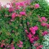 Lagerstroemia Mimie Fuchsia - Lilas De Indes Couvre-sol 1 Lagerstroemia Mimie Fuchsia - Lilas De Indes Couvre-sol -Promesse de Fleurs Magasin lagerstroemia mimie fuchsia 85803 1
