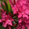 Laurier Rose Italia - Nerium Oleander -Promesse de Fleurs Magasin laurier rose italia nerium oleander copyright 870492 1