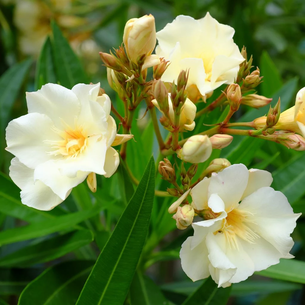 Laurier Rose Luteum Plenum - Nerium Oleander 3 Laurier Rose Luteum Plenum - Nerium Oleander