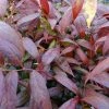 Leucothoe Walteri Royal Ruby -Promesse de Fleurs Magasin leucothoe walteri royal ruby 1002651 1
