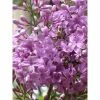 Lilas - Syringa Chinensis Saugeana -Promesse de Fleurs Magasin lilas saugeana 3922
