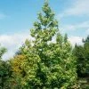Liquidambar Styraciflua Thea - Copalme D'Amérique -Promesse de Fleurs Magasin liquidambar styraciflua thea 84140 1