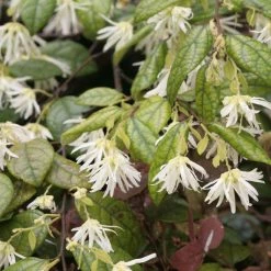 Loropetalum Chinense - Loropétale De Chine