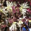 Loropetalum Chinense Ruby Snow -Promesse de Fleurs Magasin loropetalum chinense ruby snow 86120 1