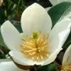 Magnolia Dianica Summer Snowflake - Michelia 1 Magnolia Dianica Summer Snowflake - Michelia -Promesse de Fleurs Magasin magnolia dianica summer sunflake 84158 3