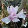 Magnolia Loebneri Leonard Messel -Promesse de Fleurs Magasin magnolia messel 7903 1