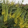 Mahonia Media Winter Sun 1 Mahonia Media Winter Sun -Promesse de Fleurs Magasin mahonia media winter sun 84174 1