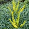 Mahonia Soft Caress - Mahonia Hybride 2 Mahonia Soft Caress - Mahonia Hybride -Promesse de Fleurs Magasin mahonia soft caress 0525 1