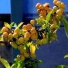 Pommier D'ornement - Malus Golden Hornet