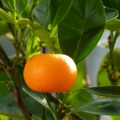 Mandarinier - Citrus Deliciosa - Agrumes