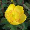 Hypericum Dummeri Peter Dummer - Millepertuis -Promesse de Fleurs Magasin millepertuis hypericum dummeri peter dummer 7540 1