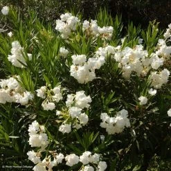 Laurier Rose - Nerium Oleander Blanc